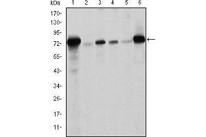 Western blot analysis using LMNA mouse mAb against Raw264.