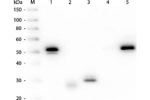 Western Blot of Anti-Rabbit IgG (H&L) (MOUSE) Antibody (Min X Hu, Gt, Ms Serum Proteins) . (Mouse anti-Rabbit IgG (Heavy & Light Chain) Antibody (HRP) - Preadsorbed)