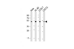 All lanes : Anti-RCC1 Antibody at 1:2000-1:4000 dilution Lane 1: Hela whole cell lysate Lane 2: HL-60 whole cell lysate Lane 3: COS-7 whole cell lysate Lane 4: C2C12 whole cell lysate Lysates/proteins at 20 μg per lane. (RCC1 antibody)