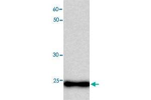 Western blot analysis in MB recombinant protein with MB monoclonal antibody, clone 34h5  at 1 : 1000 dilution. (Myoglobin antibody)