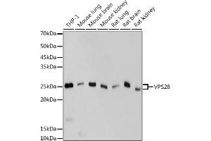 Western blot analysis of extracts of various cell lines, using VPS28 antibody (ABIN7271275) at 1:1000 dilution. (VPS28 antibody)