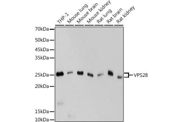 VPS28 抗体