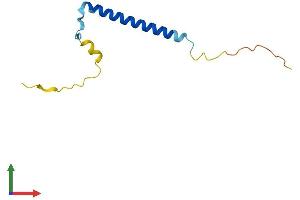 AlphaFold protein structure predicition of Mouse Recombinant D8Ertd738e Protein, UniprotID Q8R1F0