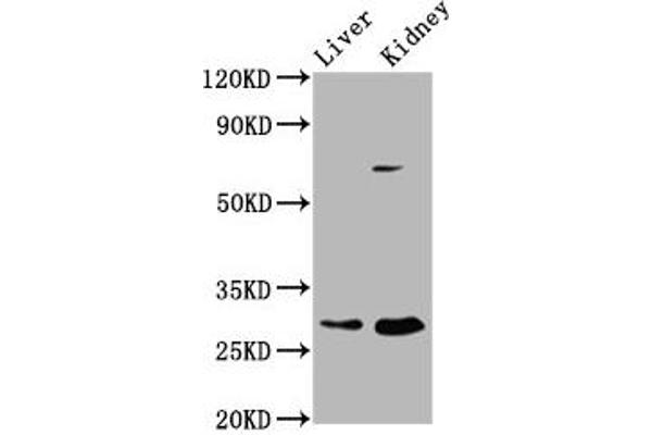PEX11A 抗体  (AA 106-219)