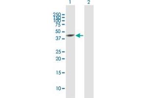 Western Blot analysis of SNUPN expression in transfected 293T cell line by SNUPN MaxPab polyclonal antibody. (Snurportin 1 antibody  (AA 1-360))