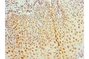 Immunohistochemistry of paraffin-embedded human tonsil tissue using ABIN7155457 at dilution of 1:100 (RBBP7 antibody  (AA 1-230))