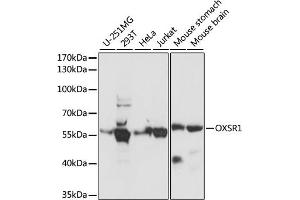 Western blot analysis of extracts of various cell lines, using OXSR1 antibody (ABIN7269132) at 1:1000 dilution. (OXSR1 antibody  (AA 1-100))