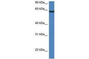 Image no. 1 for anti-Leucine-Rich Repeat LGI Family, Member 2 (LGI2) (AA 170-219) antibody (ABIN6747274) (LGI2 antibody  (AA 170-219))