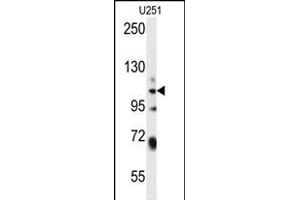 WWC3 Antibody (C-term) (ABIN654482 and ABIN2844217) western blot analysis in  cell line lysates (35 μg/lane). (WWC3 antibody  (C-Term))