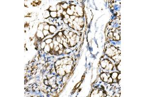 Immunohistochemistry of paraffin-embedded rat colon using BHLHE40 Rabbit pAb (ABIN6129354, ABIN6137550, ABIN6137551 and ABIN6222195) at dilution of 1:150 (40x lens). (BHLHE40 antibody  (AA 173-412))