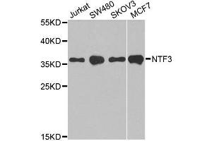 Western blot analysis of extracts of various cell lines, using NTF3 antibody. (Neurotrophin 3 antibody  (AA 19-257))