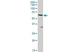 SRPX MaxPab polyclonal antibody. (SRPX antibody  (AA 1-464))