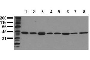 Western Blotting (WB) image for anti-Mitogen-Activated Protein Kinase 1 (MAPK1) (C-Term) antibody (ABIN126832) (ERK2 antibody  (C-Term))