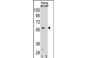SMAD5 Antibody pre-incubated without(lane 1) and with(lane 2) blocking peptide in Hela cell line lysate. (SMAD5 antibody  (AA 241-269))