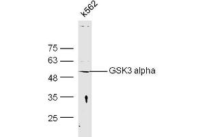 Human K562 cell lysates probed with Anti-GSK3 Alpha Polyclonal Antibody, Unconjugated  at 1:300 overnight at 4˚C. (GSK3 alpha antibody  (AA 51-150))