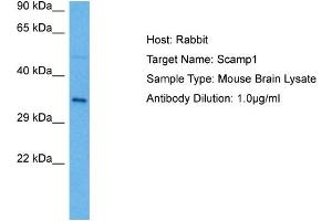 Host: Rabbit Target Name: SCAMP1 Sample Tissue: Mouse Brain Antibody Dilution: 1ug/ml