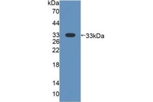 Western Blot; Sample: Recombinant FMO2, Human. (FMO2 antibody  (AA 295-469))