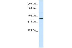 AHSG antibody used at 0.