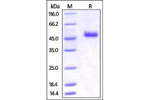 Mouse OX40 Ligand, Fc Tag on SDS-PAGE under reducing (R) condition. (TNFSF4 Protein (AA 49-198) (Fc Tag))