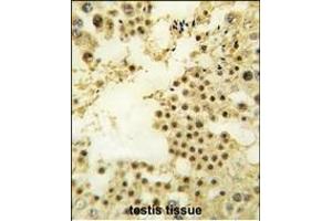 Formalin-fixed and paraffin-embedded human testis tissue reacted with ZN antibody (N-term) (ABIN388709 and ABIN2838808) , which was peroxidase-conjugated to the secondary antibody, followed by DAB staining. (ZNF219 antibody  (N-Term))