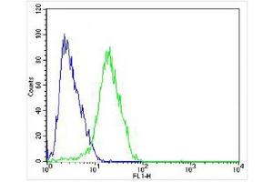 Overlay histogram showing SH-SY5Y cells stained with (ABIN6242476 and ABIN6577085) (green line). (Muscarinic Acetylcholine Receptor M2 antibody)