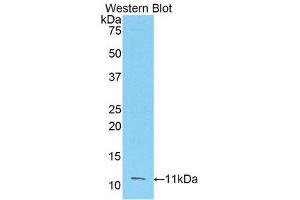 Western Blotting (WB) image for anti-Fibroblast Growth Factor 3 (FGF3) (AA 154-232) antibody (ABIN3204847)