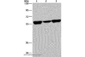 Western blot analysis of 293T, A549 and Hela cell, using API5 Polyclonal Antibody at dilution of 1:350