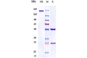 Anti-RG1 Reference Antibody (19G9) on SDS-PAGE under reducing (R) condition.