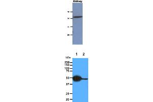 The extract of Mouse kidney (40ug) were resolved by SDS-PAGE, transferred to PVDF membrane and probed with anti-human CNDP2 antibody (1:1000).