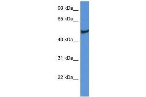 Western Blot showing CLU antibody used at a concentration of 1 ug/ml against Fetal Brain Lysate (Clusterin antibody  (C-Term))