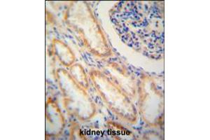 SHISA2 antibody immunohistochemistry analysis in formalin fixed and paraffin embedded human kidney tissue followed by peroxidase conjugation of the secondary antibody and DAB staining. (SHISA2 antibody  (C-Term))