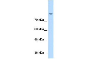 DLG2 antibody used at 0.