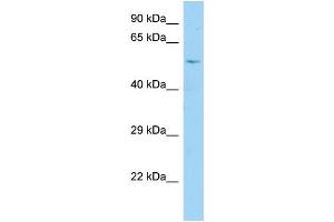 WB Suggested Anti-CDC25A Antibody Titration: 1. (CDC25A antibody  (N-Term))