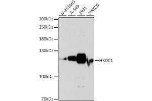 Western blot analysis of extracts of various cell lines, using HKDC1 antibody (ABIN7267641) at 1:1000 dilution. (HKDC1 antibody  (AA 150-250))
