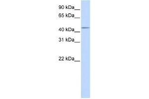 WB Suggested Anti-SPOCK3 Antibody Titration:  0. (SPOCK3 antibody  (Middle Region))