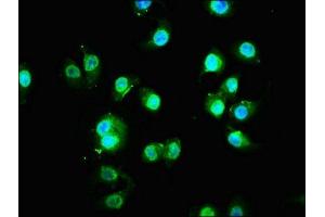 Immunofluorescence staining of A549 cells with ABIN7165570 at 1:133, counter-stained with DAPI.