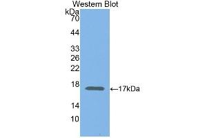 Detection of Recombinant ELOB, Human using Polyclonal Antibody to Elongin B (ELOB) (TCEB2 antibody  (AA 1-118))