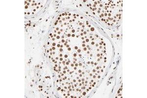 Immunohistochemical staining of human testis with ZNF540 polyclonal antibody  shows strong nuclear positivity in cells of seminiferus ducts.