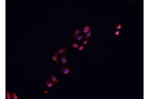ABIN6276848 staining HepG2? (NR0B1 antibody  (Internal Region))