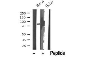 Western Blotting (WB) image for anti-Eukaryotic Translation Initiation Factor 2B, Subunit 5 Epsilon, 82kDa (EIF2B5) (Internal Region) antibody (ABIN6261477)