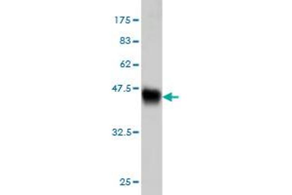 Calcium Responsive Transcription Factor (CARF) (AA 621-718) antibody