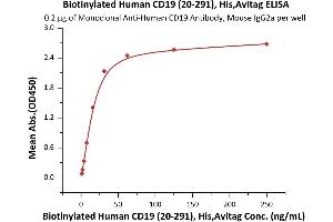 Immobilized Monoclonal A CD19 Antibody, Mouse IgG2a at 2 μg/mL (100 μL/well) can bind Biotinylated Human CD19 (20-291), His,Avitag (ABIN6972966) with a linear range of 1-31 ng/mL (Routinely tested). (CD19 Protein (AA 20-291) (His tag,AVI tag,Biotin))