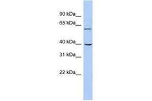 Image no. 1 for anti-Tripartite Motif Containing 26 (TRIM26) (AA 179-228) antibody (ABIN6742439) (TRIM26 antibody  (AA 179-228))