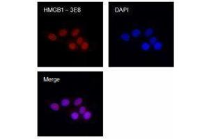 Immunofluorescence (IF) image for anti-High Mobility Group Box 1 (HMGB1) antibody (ABIN2666345) (HMGB1 antibody)
