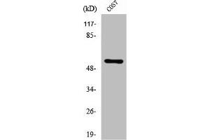 Western Blot analysis of COS7 cells using ZNF498 Polyclonal Antibody (Zinc Finger and SCAN Domain Containing 25 (ZSCAN25) (C-Term) antibody)