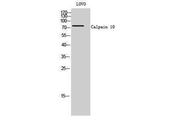 CAPN10 antibody  (N-Term)