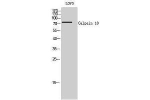 Western Blotting (WB) image for anti-Calpain 10 (CAPN10) (N-Term) antibody (ABIN3183631) (CAPN10 antibody  (N-Term))
