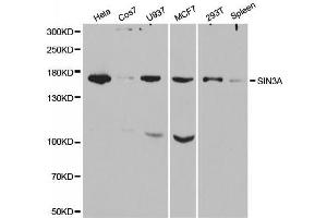 Western blot analysis of extracts of various cell lines, using SIN3A antibody. (SIN3A antibody  (AA 1-120))