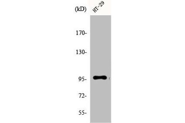 DMGDH antibody  (C-Term)