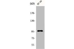 Western Blot analysis of A549 cells using DMGDH Polyclonal Antibody (DMGDH antibody  (C-Term))